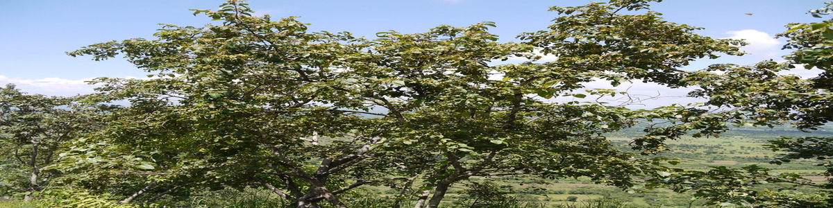 Anogeissus Latifolia tree